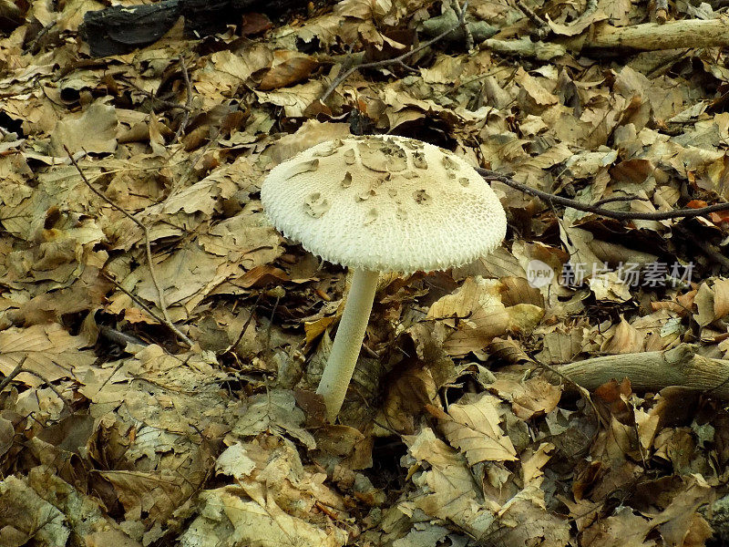 野生落叶林中的阳伞菇