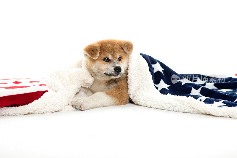 秋田小狗在毯子下面