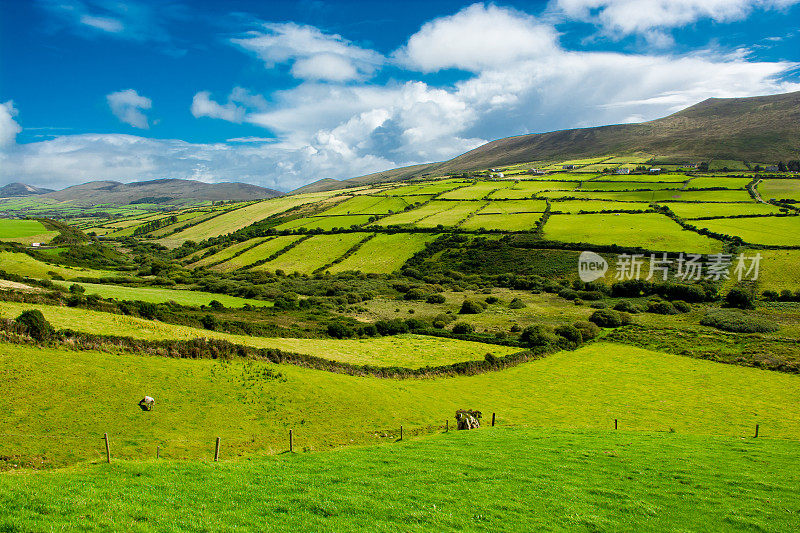 爱尔兰有牧场的乡村景观