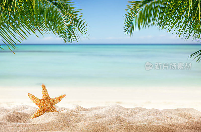 热带海滩，沙滩上有各种贝壳
