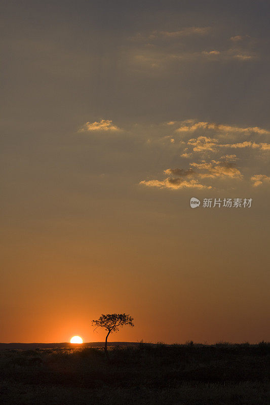 日落云景在孤独的合欢树纳米比亚沙漠纳米比亚