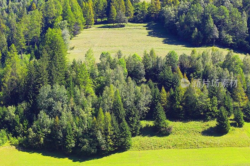 高山松林郁郁葱葱，森林格局背景——瑞士