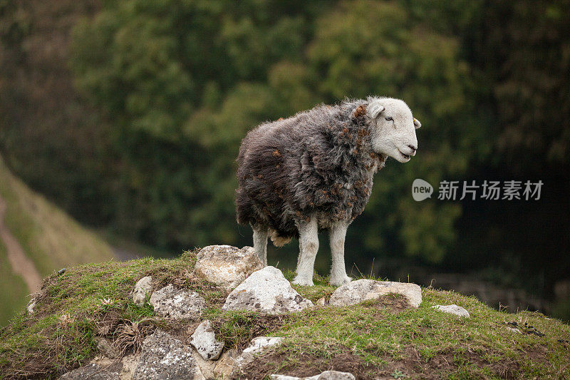 小山上的绵羊