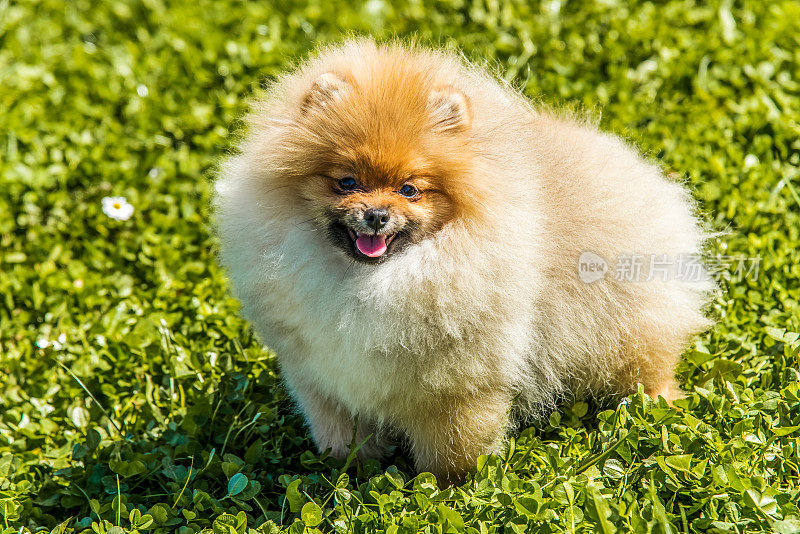 美丽的雌性博美犬