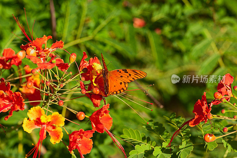 五彩蝴蝶降落在热带花朵上