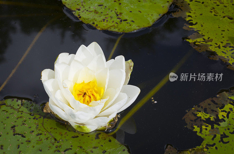 芬兰斯堪的纳维亚的睡莲