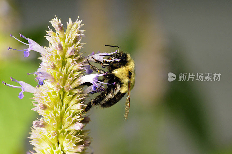 花上的大黄蜂