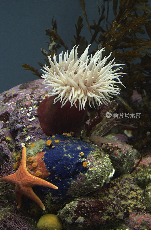 海洋生物