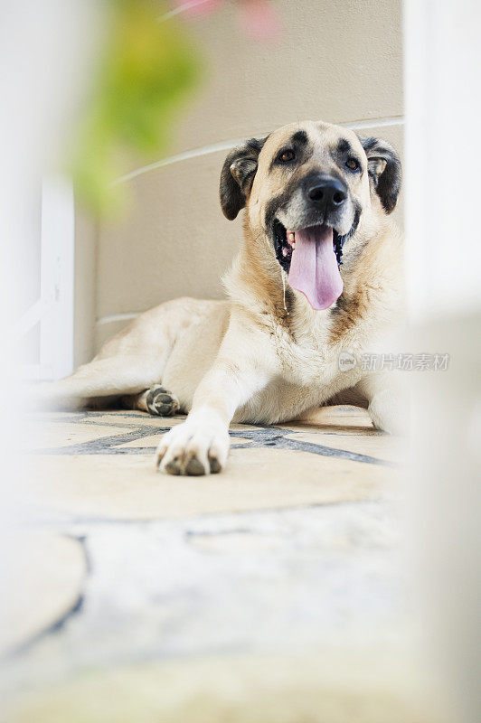 土耳其警卫犬“Kangal”