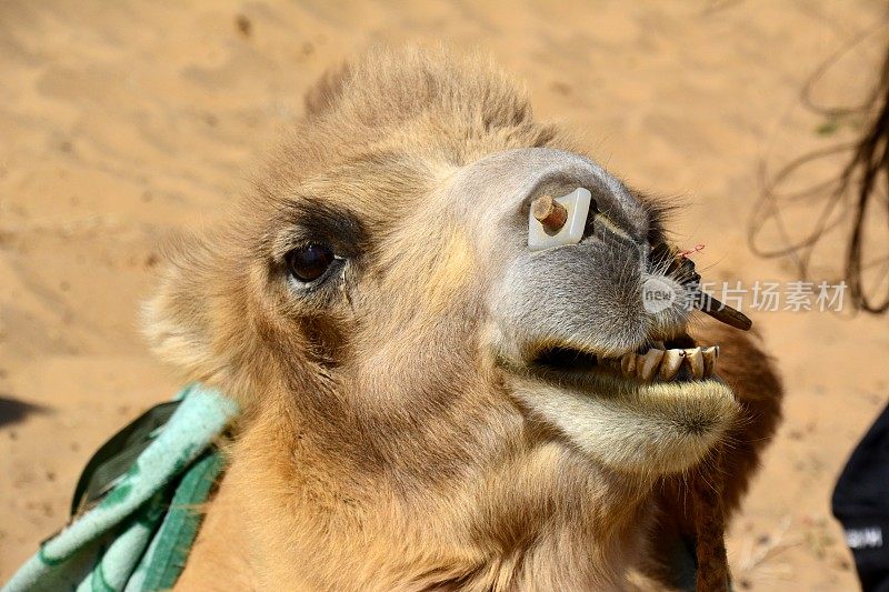 内蒙古巴丹吉林沙漠的骆驼