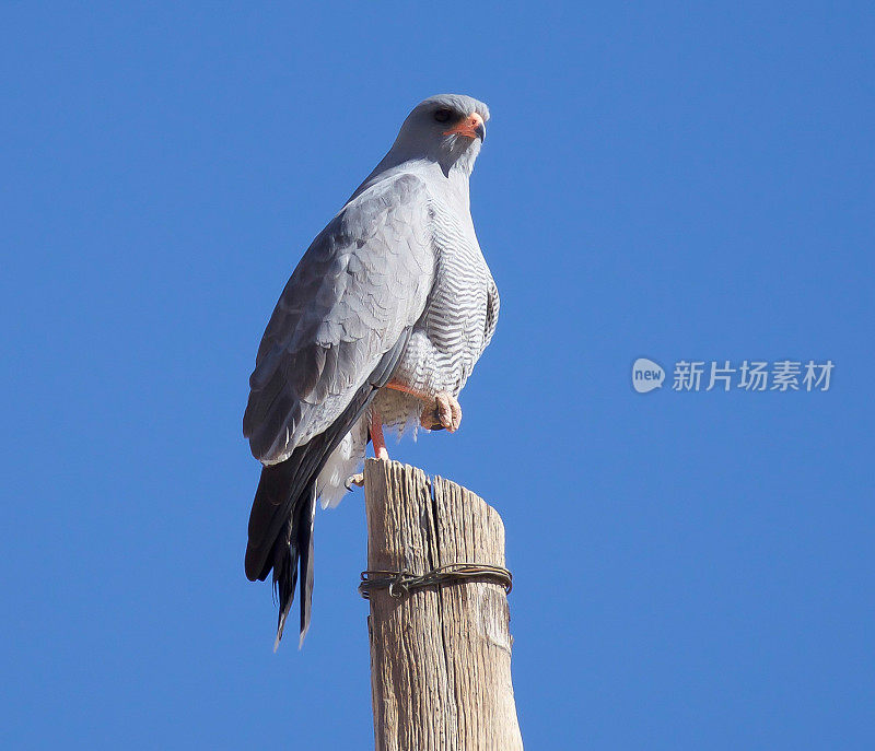 浅唱苍鹰