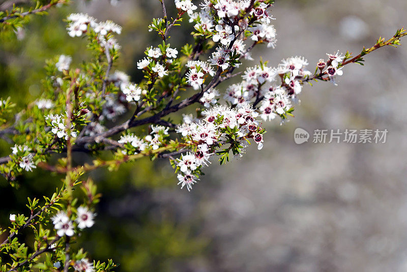 卡努卡（昆泽亚埃里诺德）茶树