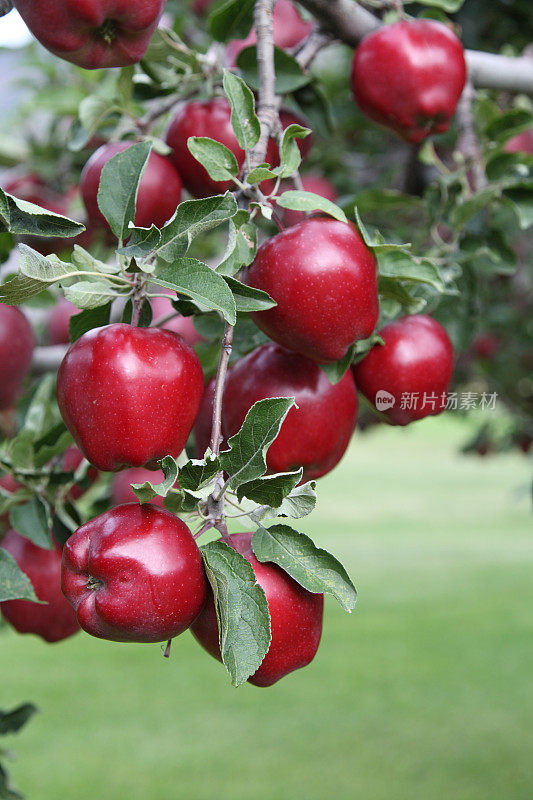 红色美味的苹果在树枝上。