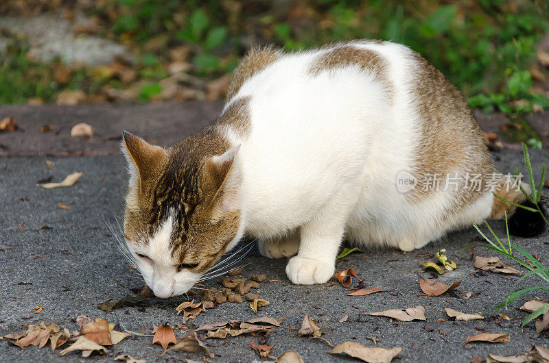 猫吃食物