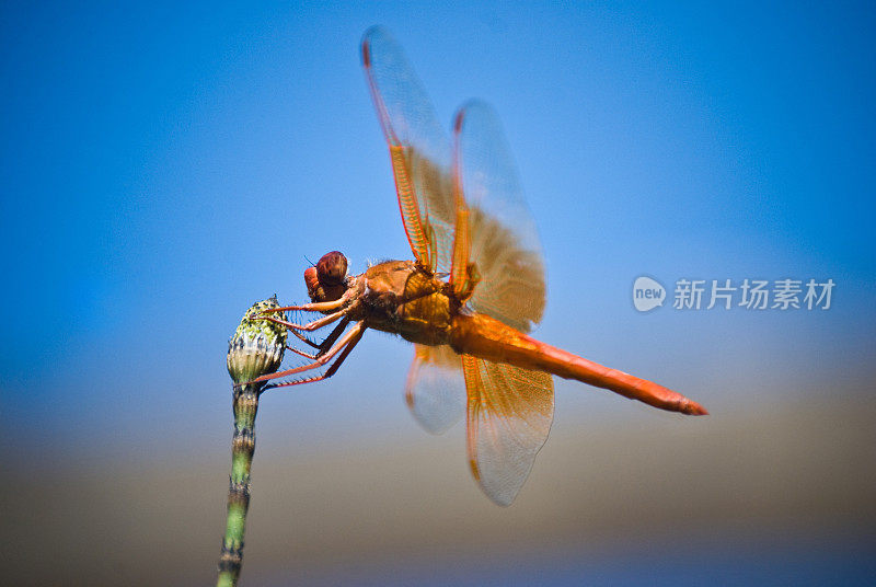 橙色的蜻蜓