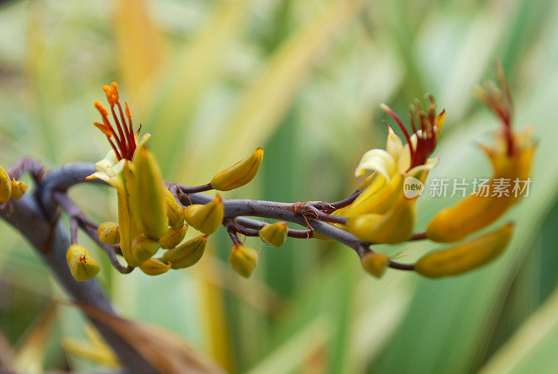 Harakeke(新西兰亚麻)在开花