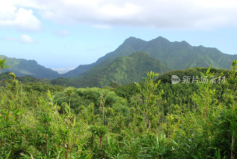 夏威夷库劳山脉的雨林冠层