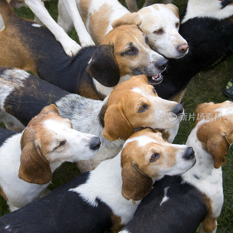 米格鲁猎犬