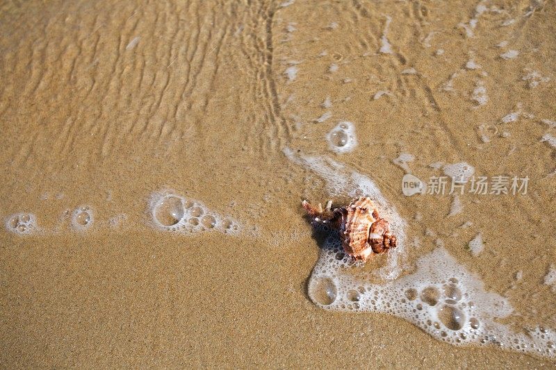 海浪冲刷着海螺