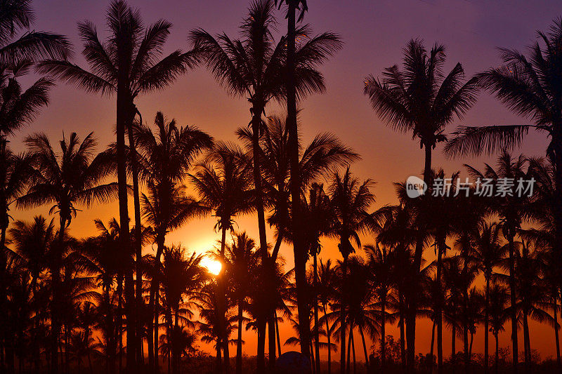 棕榈树和缤纷的日落