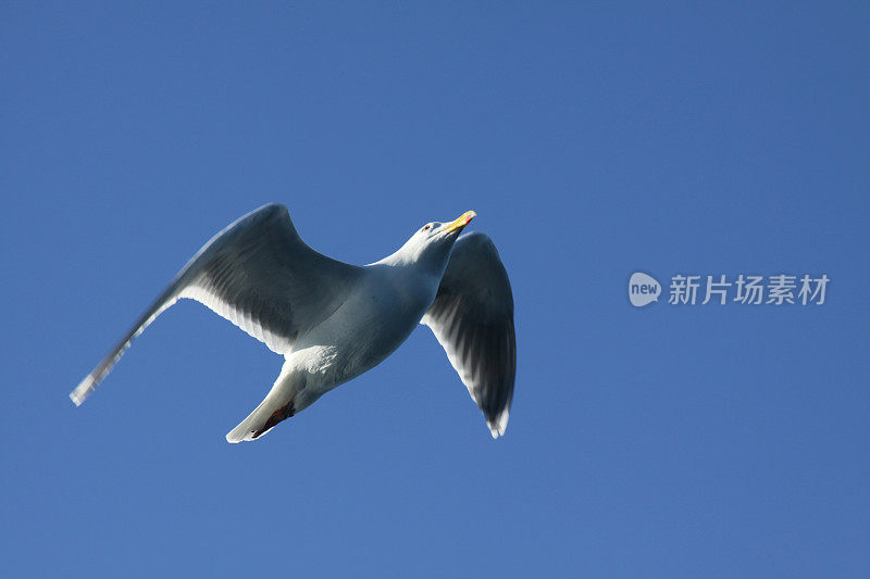 飙升的海鸥