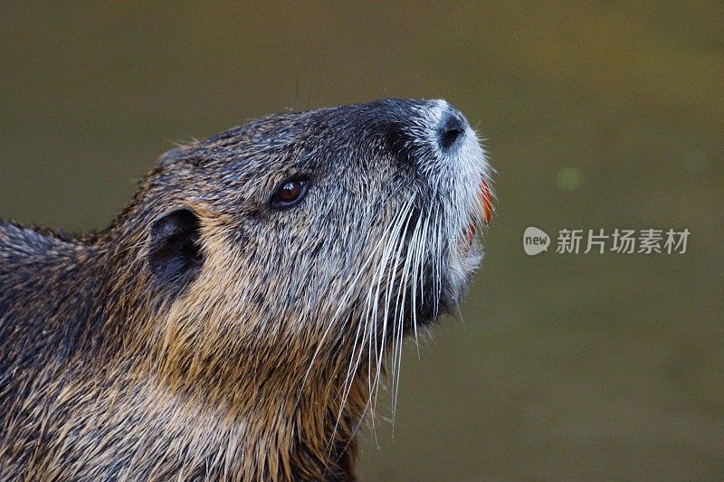 河狸鼠