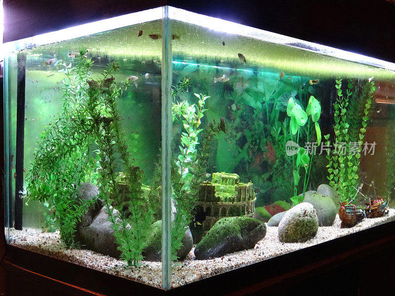 热带水族鱼缸里有蜗牛、浮萍、塑料植物