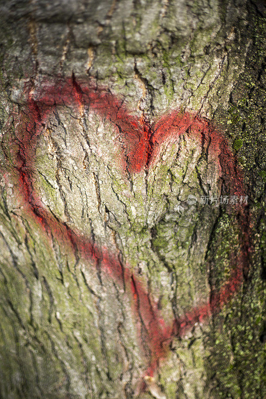 森林里一棵树上的心形爱情
