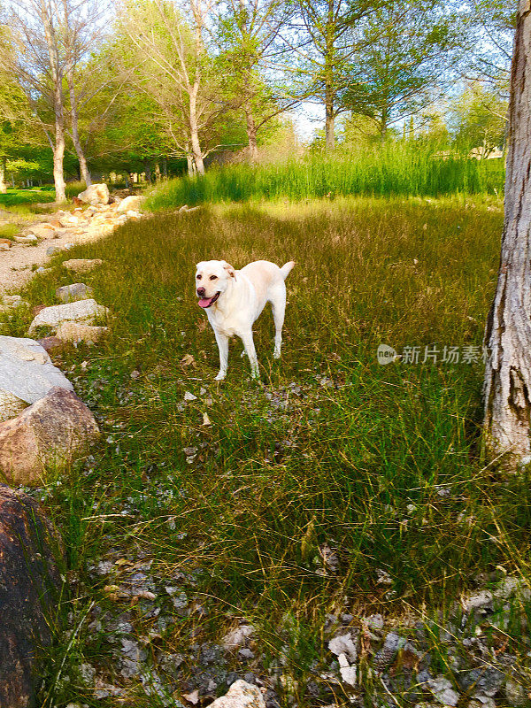 拉布拉多寻回犬