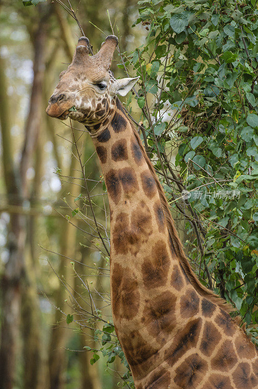 野生罗斯柴尔德长颈鹿在肯尼亚森林