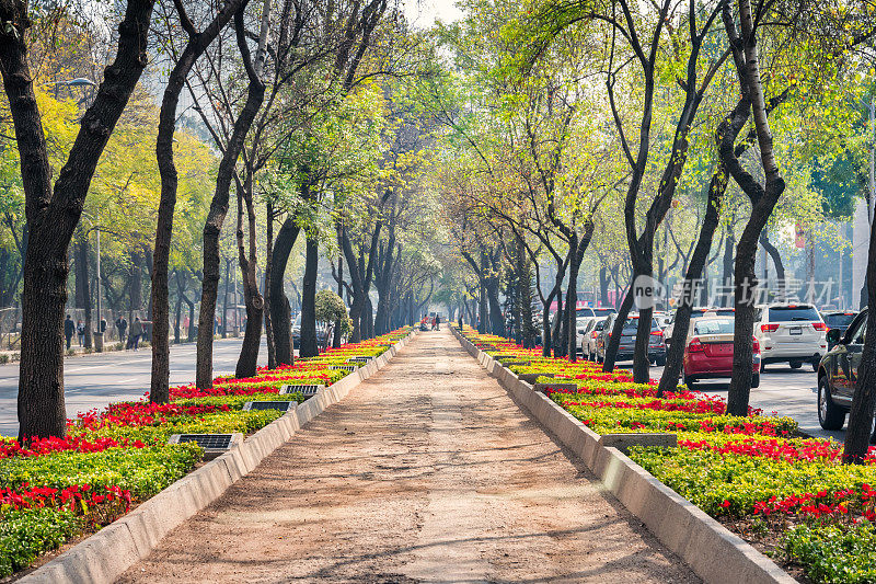 墨西哥城的改革大道上，绿树成荫