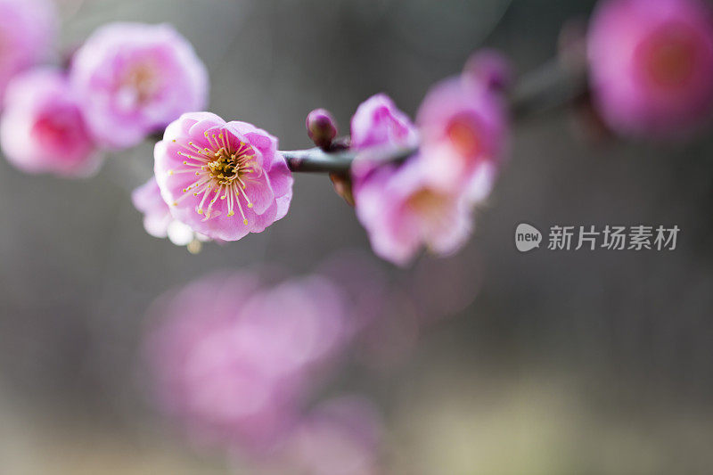 粉红梅花近了