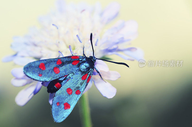 日落时分，五颜六色的竹蛾在野花上飞舞