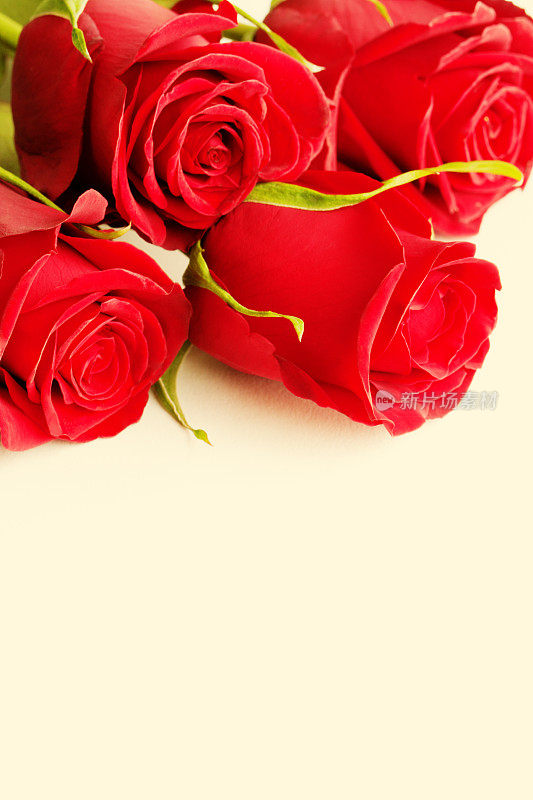 情人节红玫瑰与拷贝空间