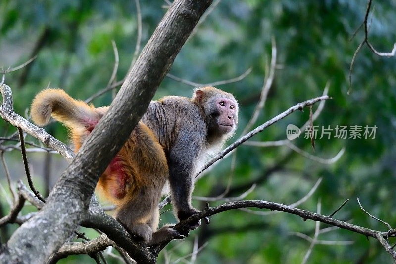 猴子站在树枝上