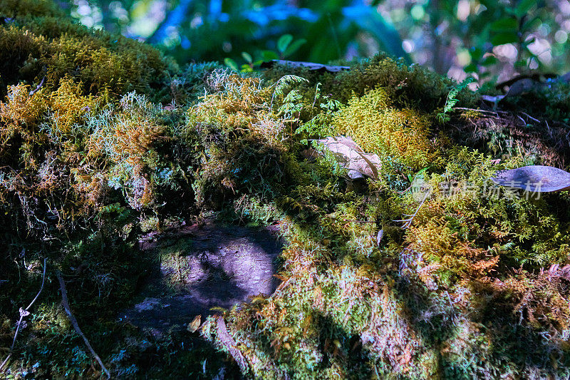 干苔藓-婴儿森林