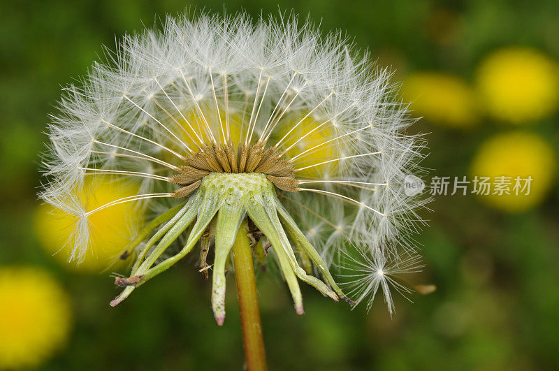 蒲公英花种子在春天夏天庭院草;宏特写