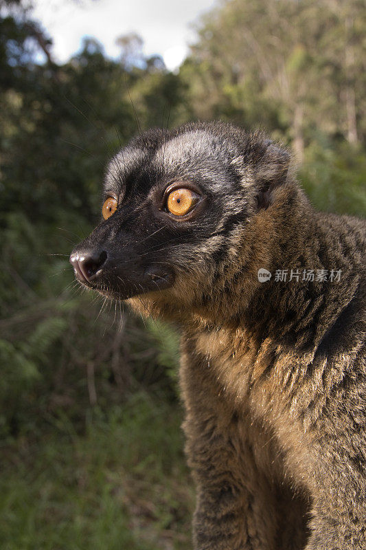 马达加斯加雨林中的红额狐猴肖像