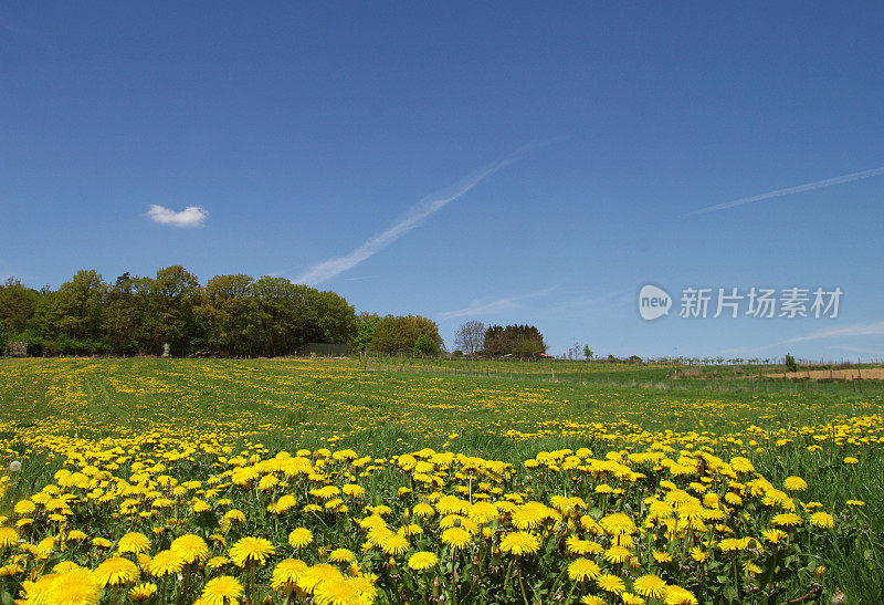 乡间的蒲公英田