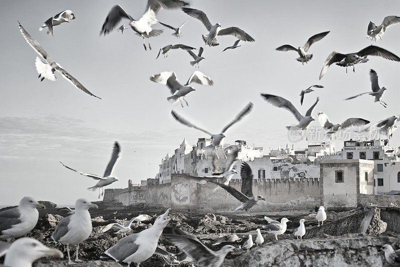 海鸥在摩洛哥埃索维拉殖民要塞上空飞翔