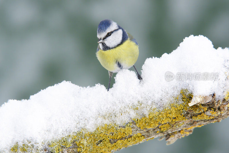 Bluetit在冬季