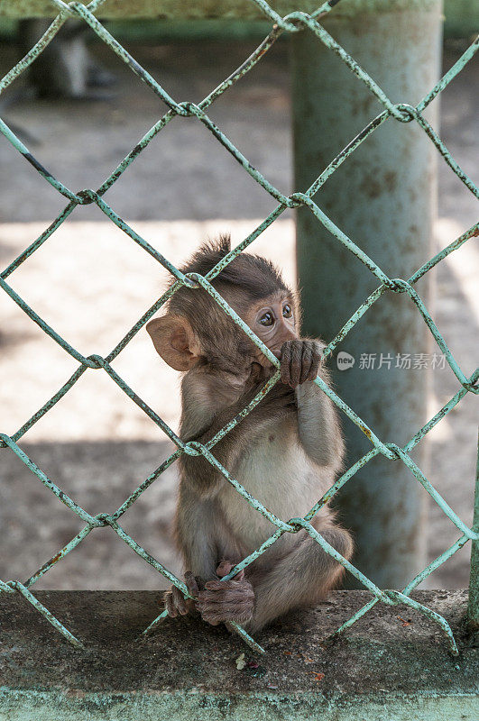 篱笆后的小猴子