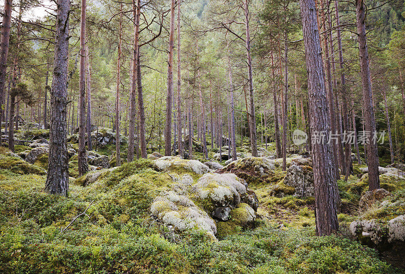 美丽的原始森林，松树和地衣。