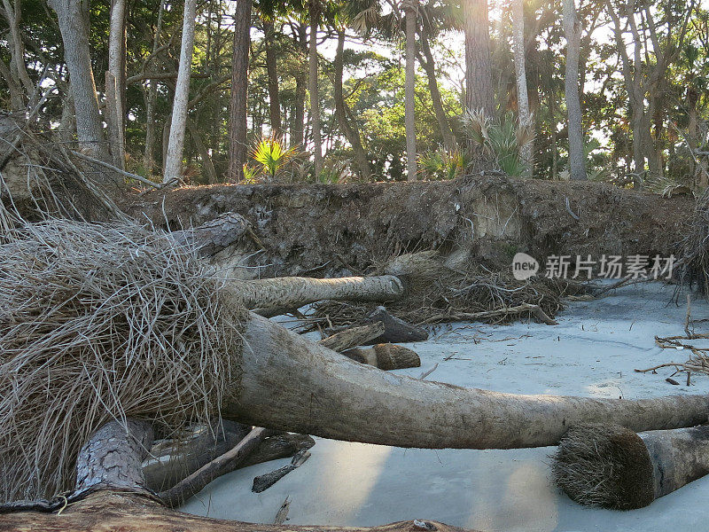 风化的棕榈树连根拔起的根，侵蚀狩猎海滩，SC