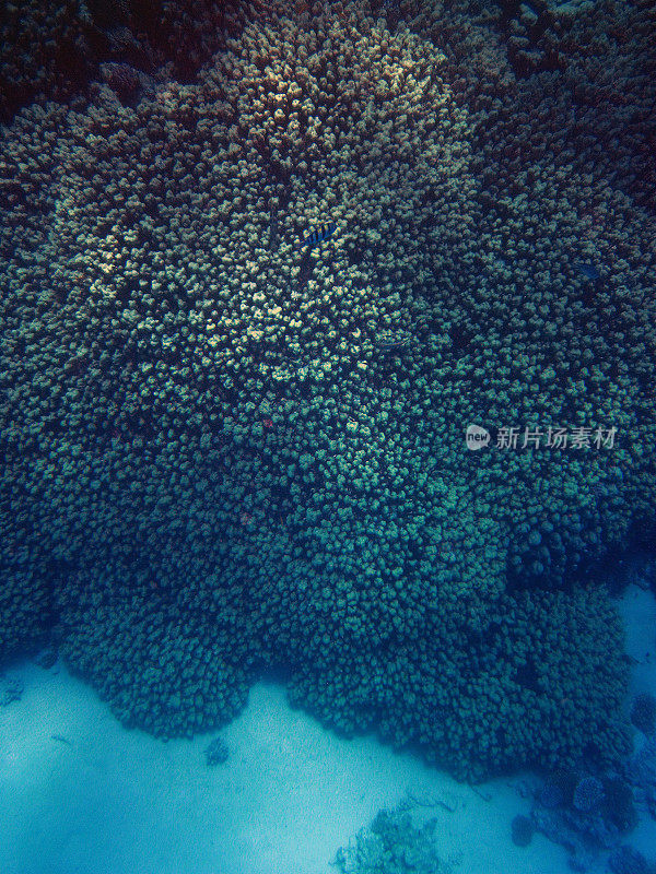 红海珊瑚