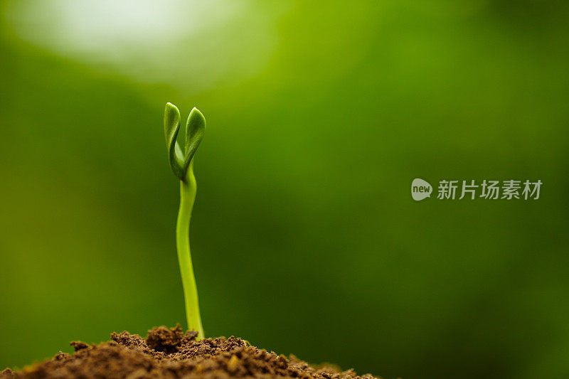 春芽生长在绿色的自然背景下