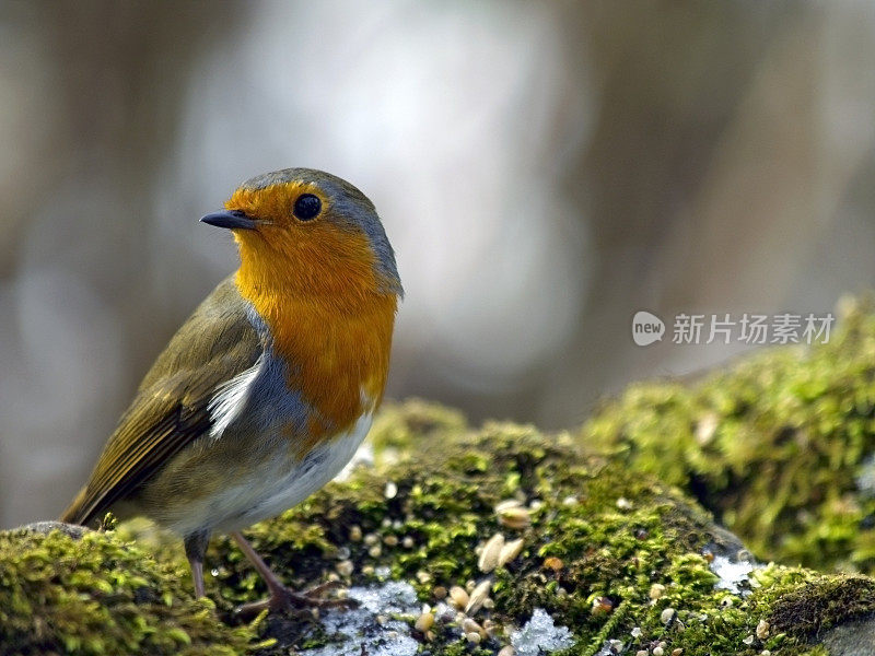 罗宾(红心rubecula)