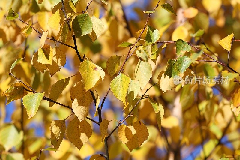 秋天的桦树