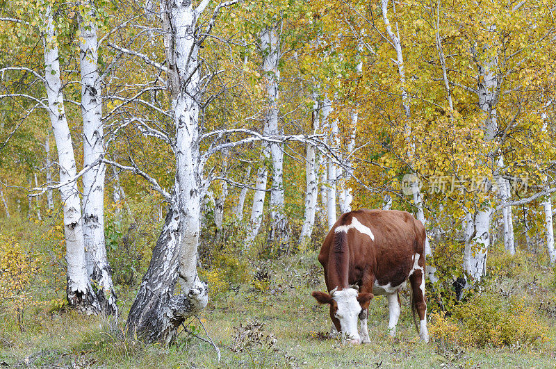 美丽的白桦林里的奶牛