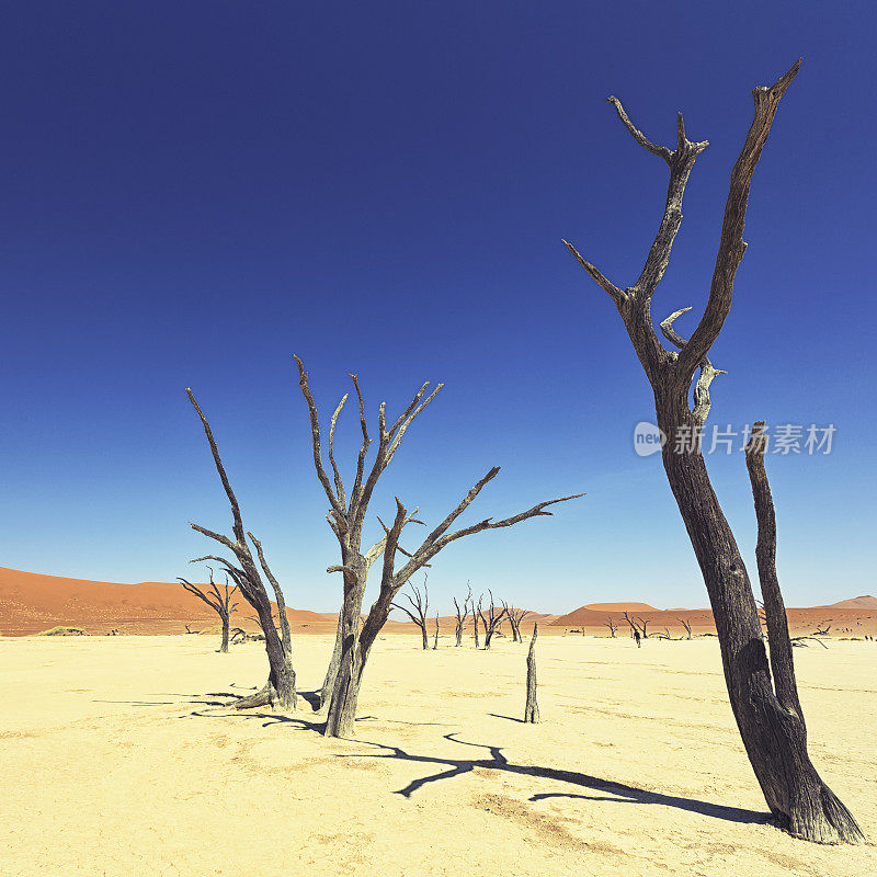 Deadvlei、纳米比亚